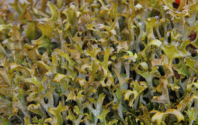 Pľuzgierka (Cetraria islandica) Pľuzgierka (Cetraria islandica)
